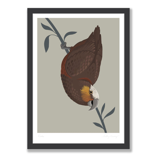 Kaka art print in black frame by NZ artist Hansby Design