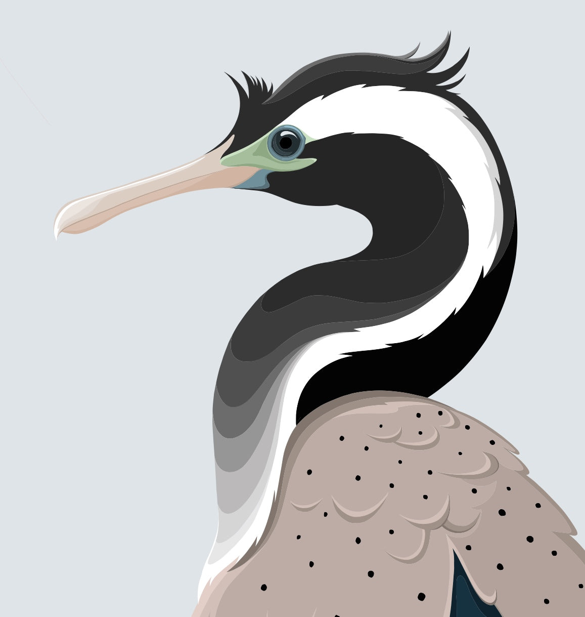 Closeup image of the Spotted Shag art print, by NZ artist Hansby Design