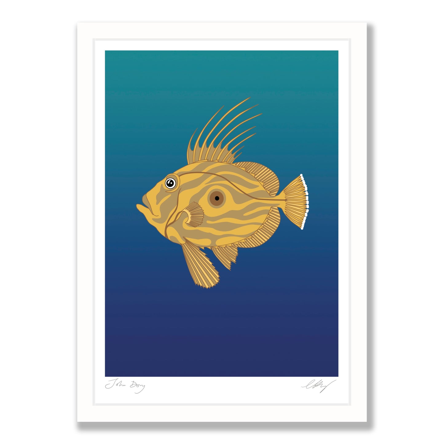 John Dory art print in white frame, by NZ artist Hansby Design
