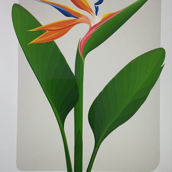 Video showing the drawing closeup, of the bird of paradise flower by Hansby Design, artist of New Zealand. 