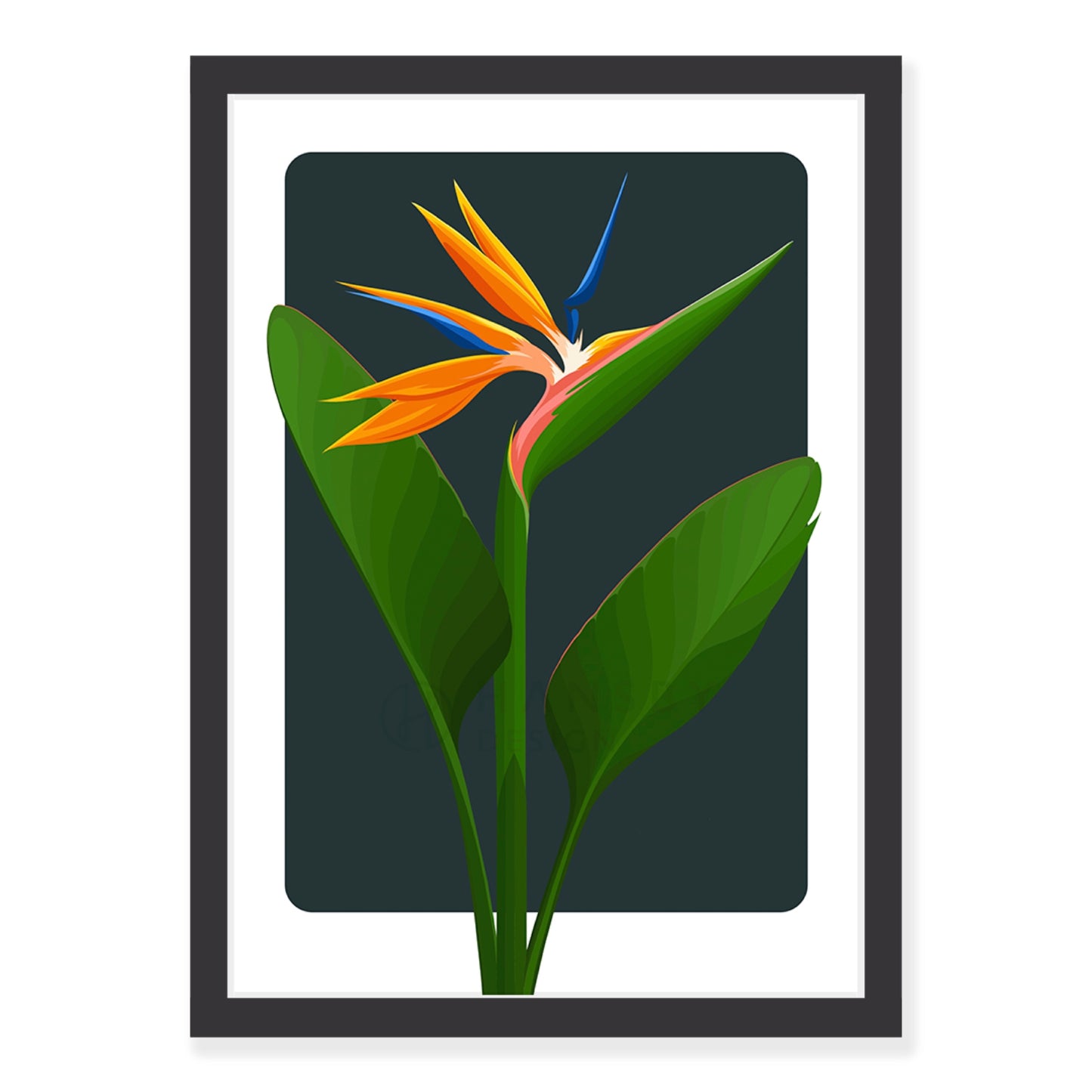 Bird of Paradise art print - ink in black frame, by NZ artist Hansby Design