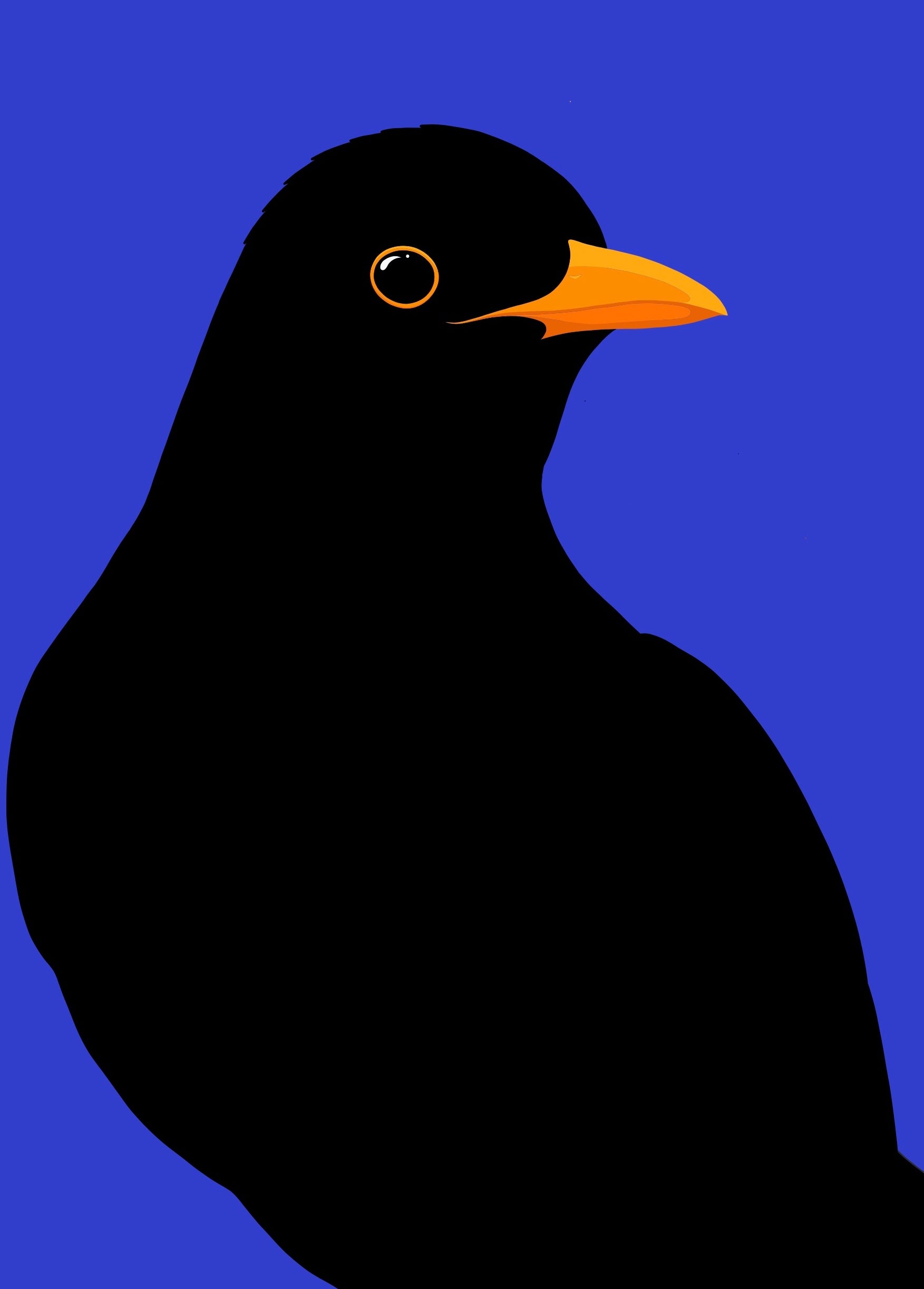 Closeup image of the Blackbird art print, by NZ artist Hansby Design