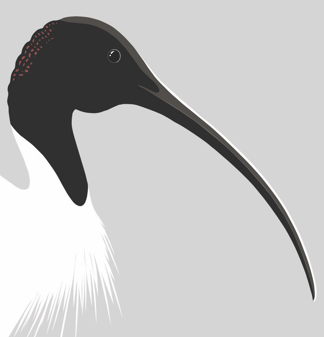 Closeup image of the Ibis art print, by NZ artist Hansby Design