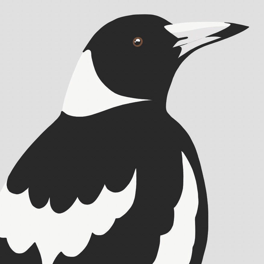 Closeup image of the Magpie bird art print, by NZ artist Hansby Design