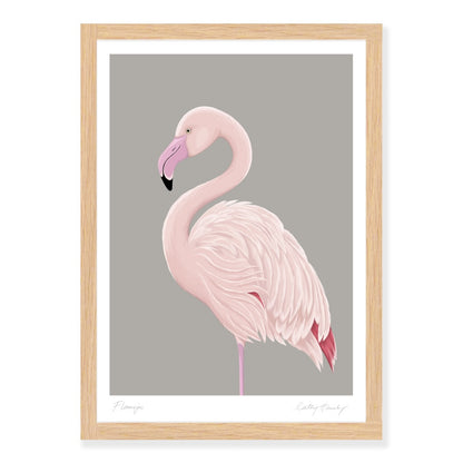 Greater Flamingo art print