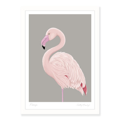 Greater Flamingo art print
