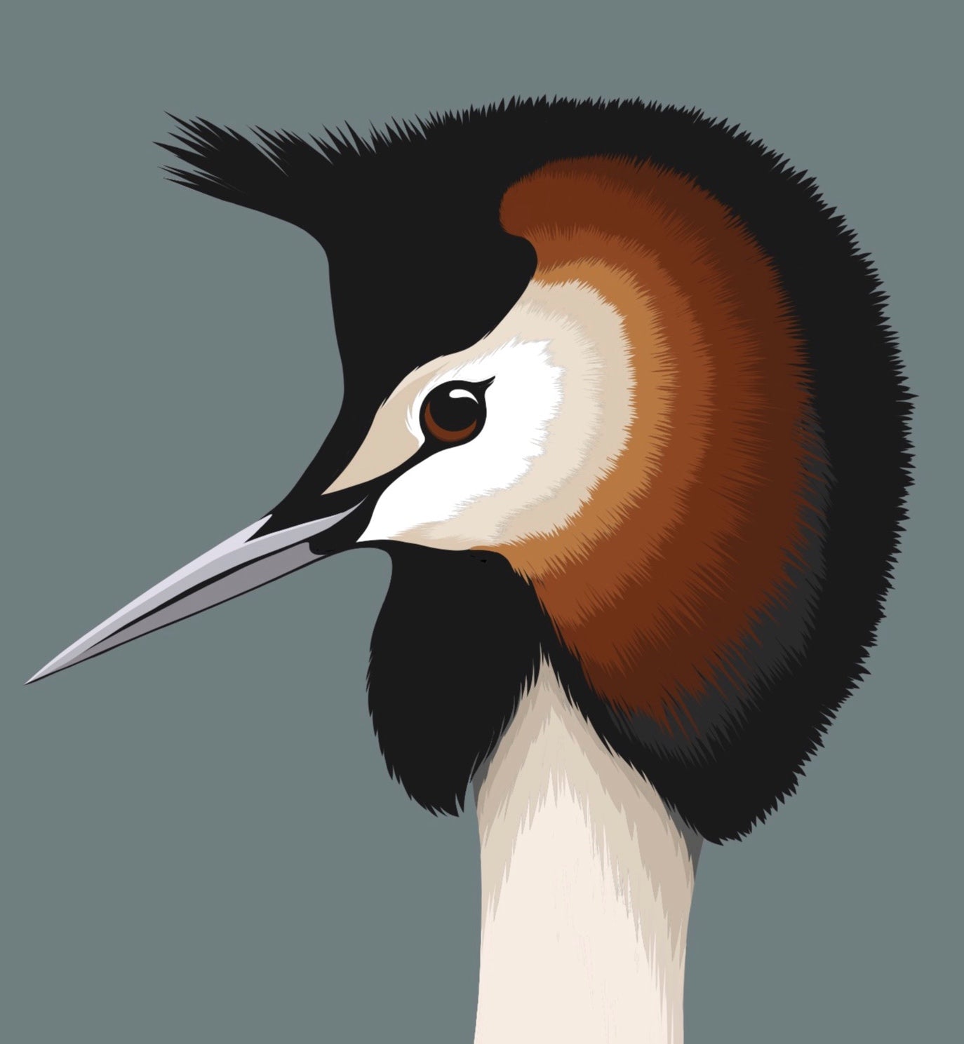 Closeup image of the Australasian Grebe art print, by NZ artist Hansby Design