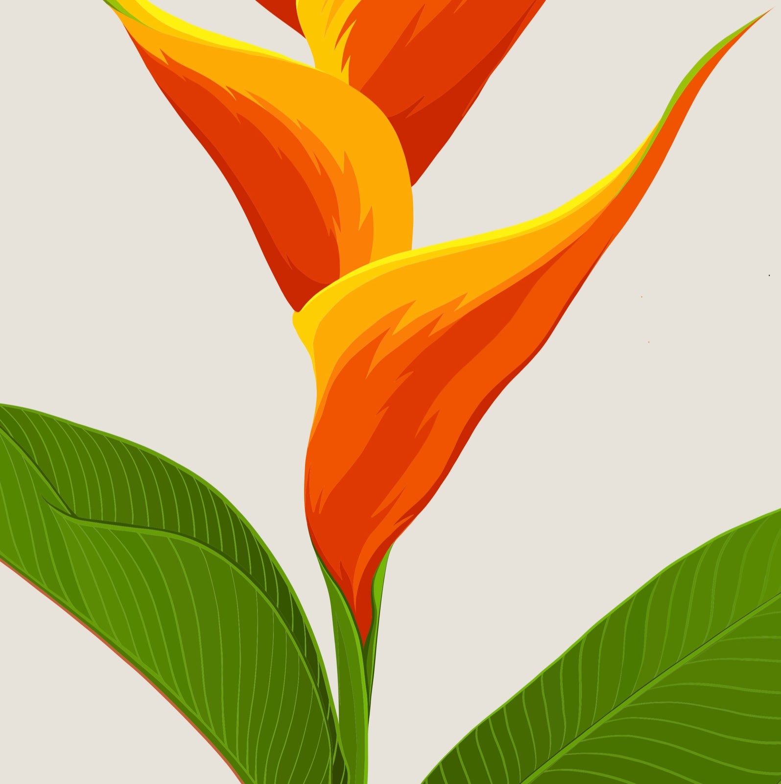 Closeup image of the Heliconia art print, by NZ artist Hansby Design