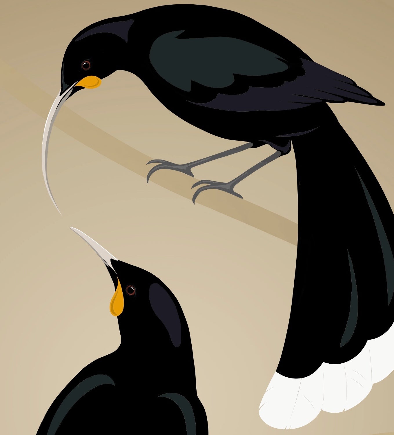 Closeup image of the Huia pair art print, by NZ artist Hansby Design