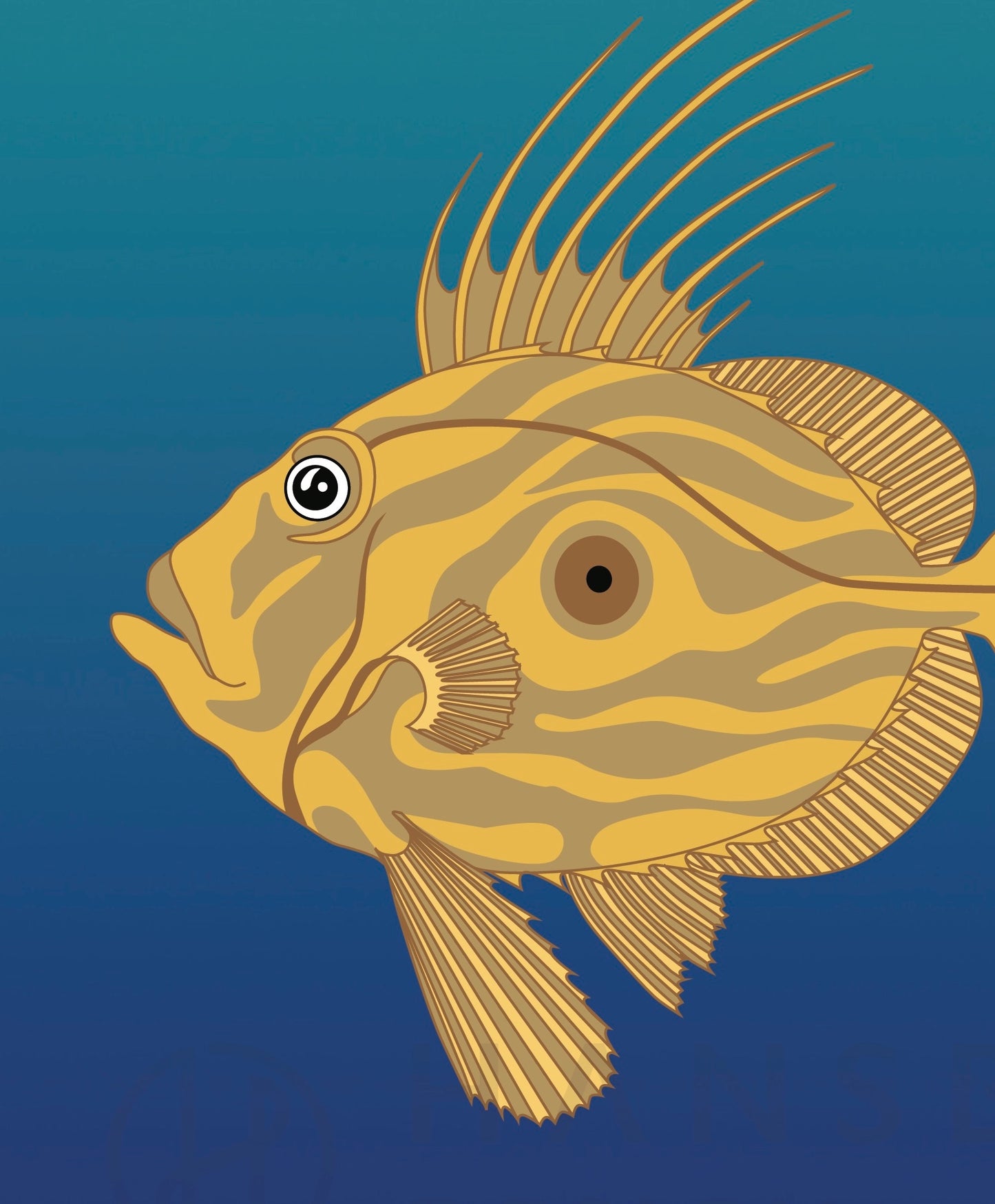 Closeup image of the John Dory art print, by NZ artist Hansby Design