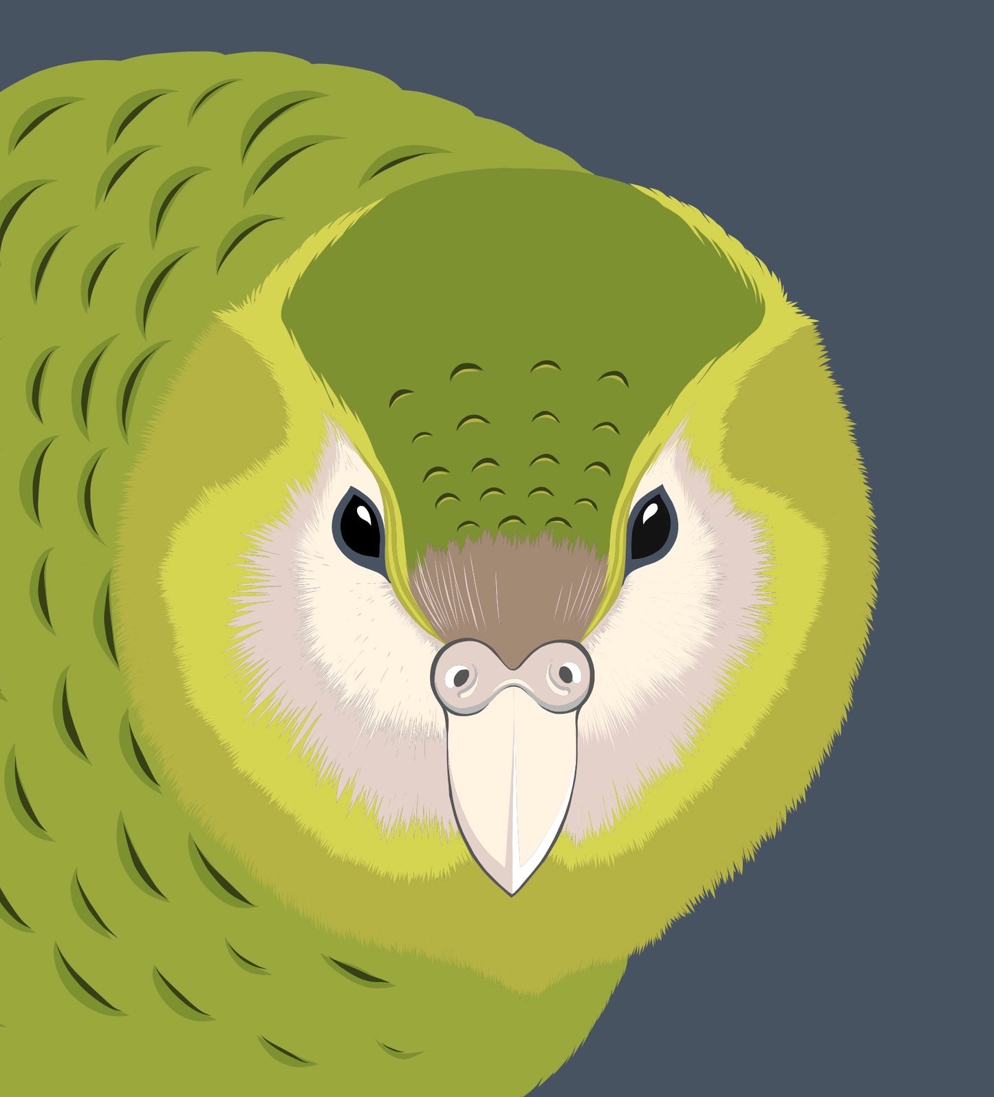 Closeup image of the Kākāpō art print, by NZ artist Hansby Design