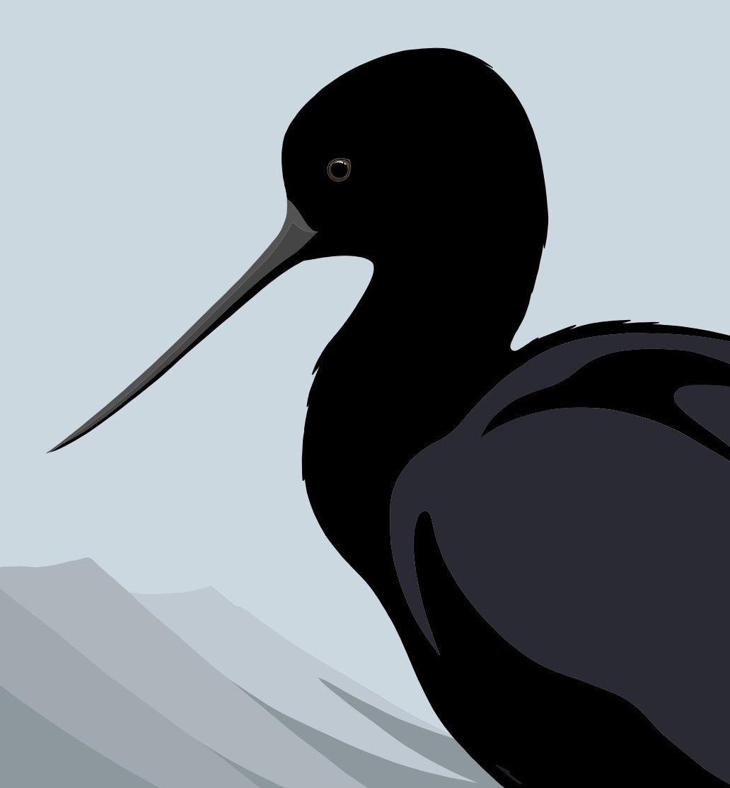 Closeup image of the Black Stilt art print, by NZ artist Hansby Design