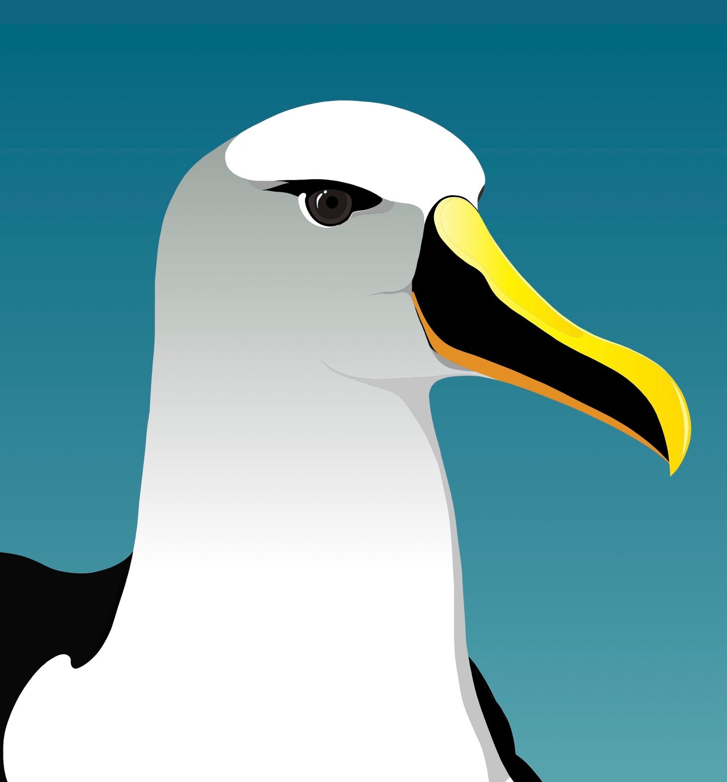 Closeup image of the Mollymawk Albatross art print, by NZ artist Hansby Design