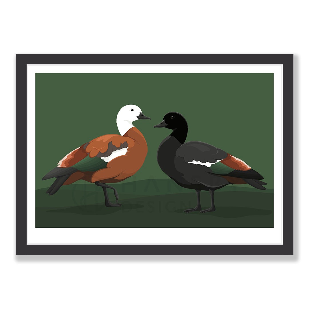 Limited Edition Paradise Shelduck art print in black frame, by NZ artist Hansby Design