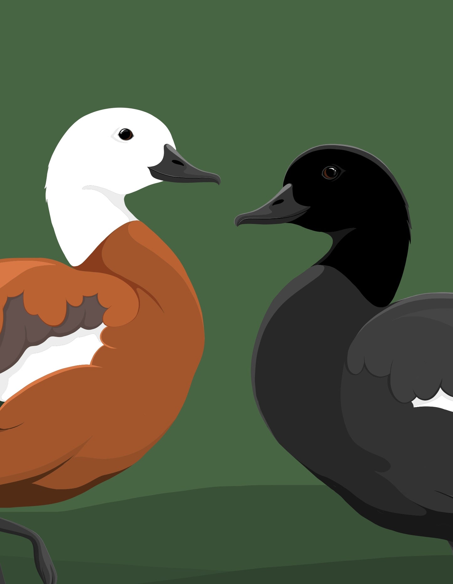 Closeup image of the Limited Edition Paradise Shelduck art print, by NZ artist Hansby Design