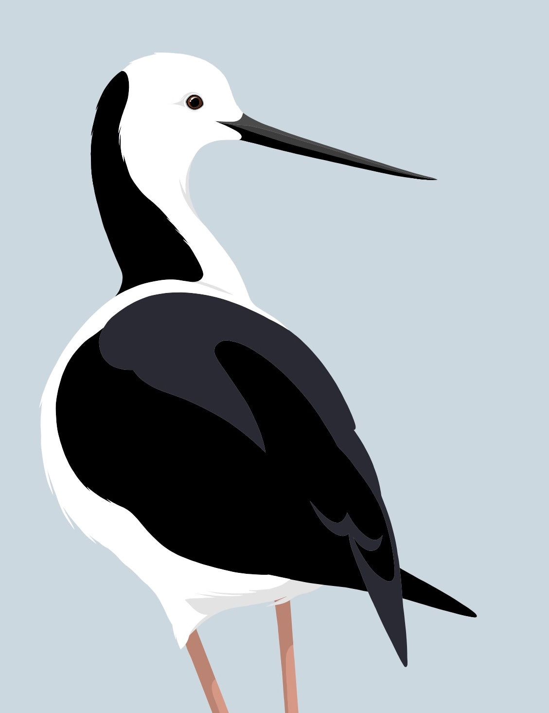 Closeup image of the Pied Stilt  art print, by NZ artist Hansby Design