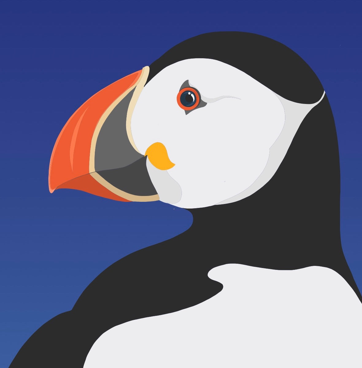 Closeup image of the Puffin bird art print, by NZ artist Hansby Design