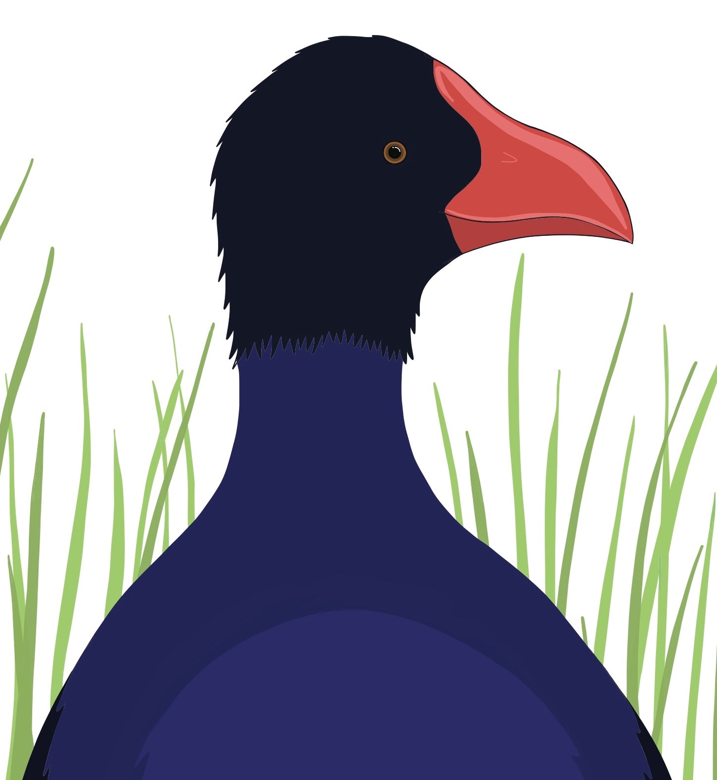 Closeup image of the Pukeko bird art print, by NZ artist Hansby Design