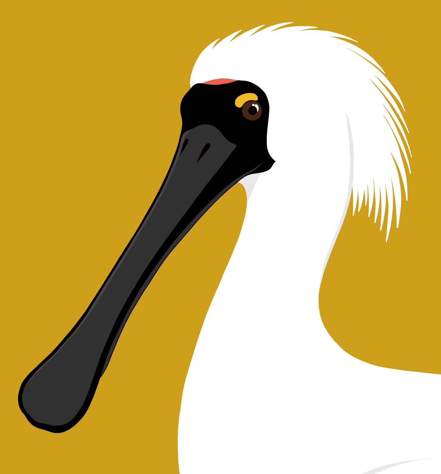 Closeup image of the Spoonbill bird art print, by NZ artist Hansby Design