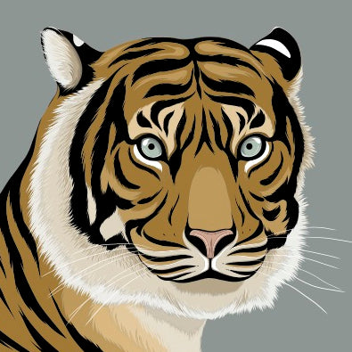 Sumatran Tiger