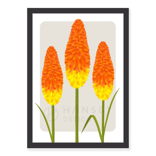 Red Hot Poker art print in black frame, by NZ artist Hansby Design