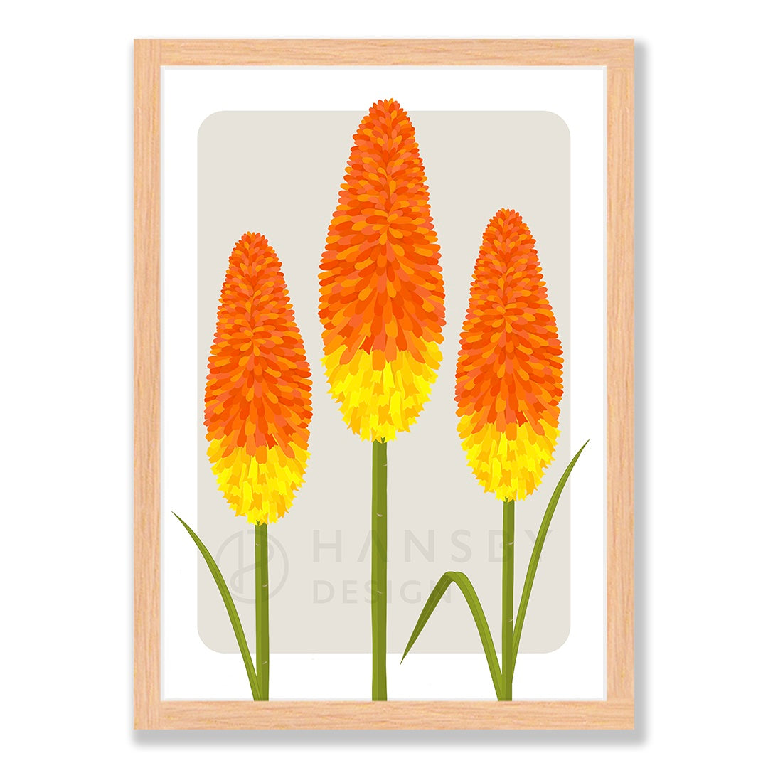 Red Hot Poker art print in natural frame, by NZ artist Hansby Design