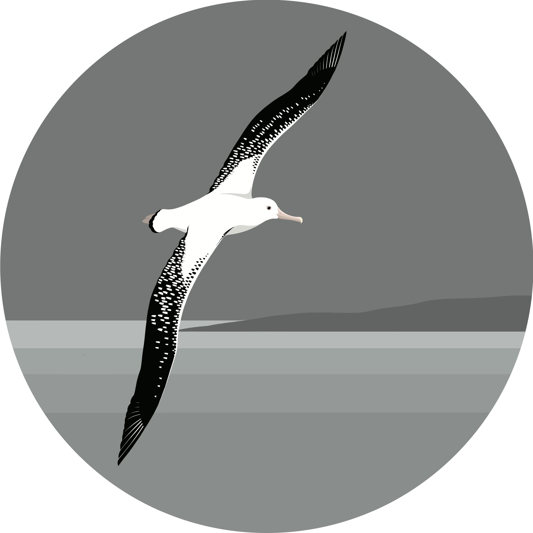 Wall Spot - Albatross art print by New Zealand artist Hansby Design