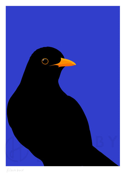 Blackbird art print in white frame, by NZ artist Hansby Design