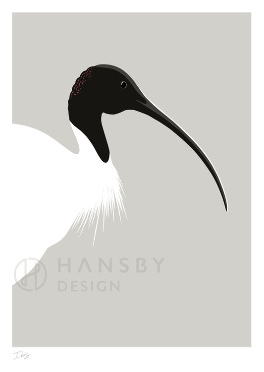 Art print of the Ibis bird by Hansby Design, New Zealand