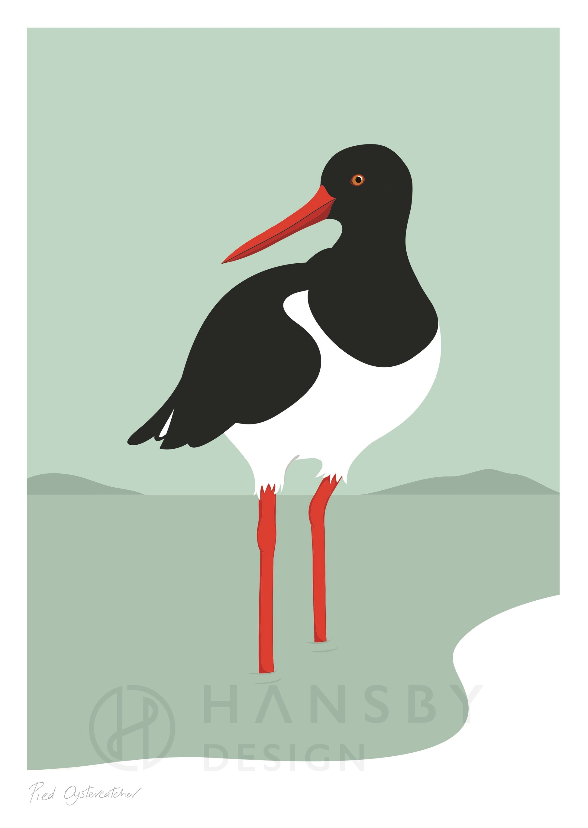 Art print of the Oyster Catcher estuary bird of New Zealand, by artist Hansby Design 