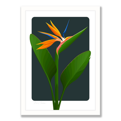 Bird of Paradise art print - ink in white frame, by NZ artist Hansby Design
