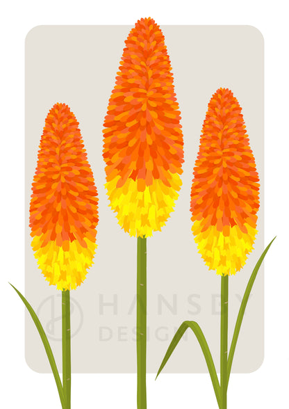 Red Hot Poker art print by New Zealand artist Hansby Design