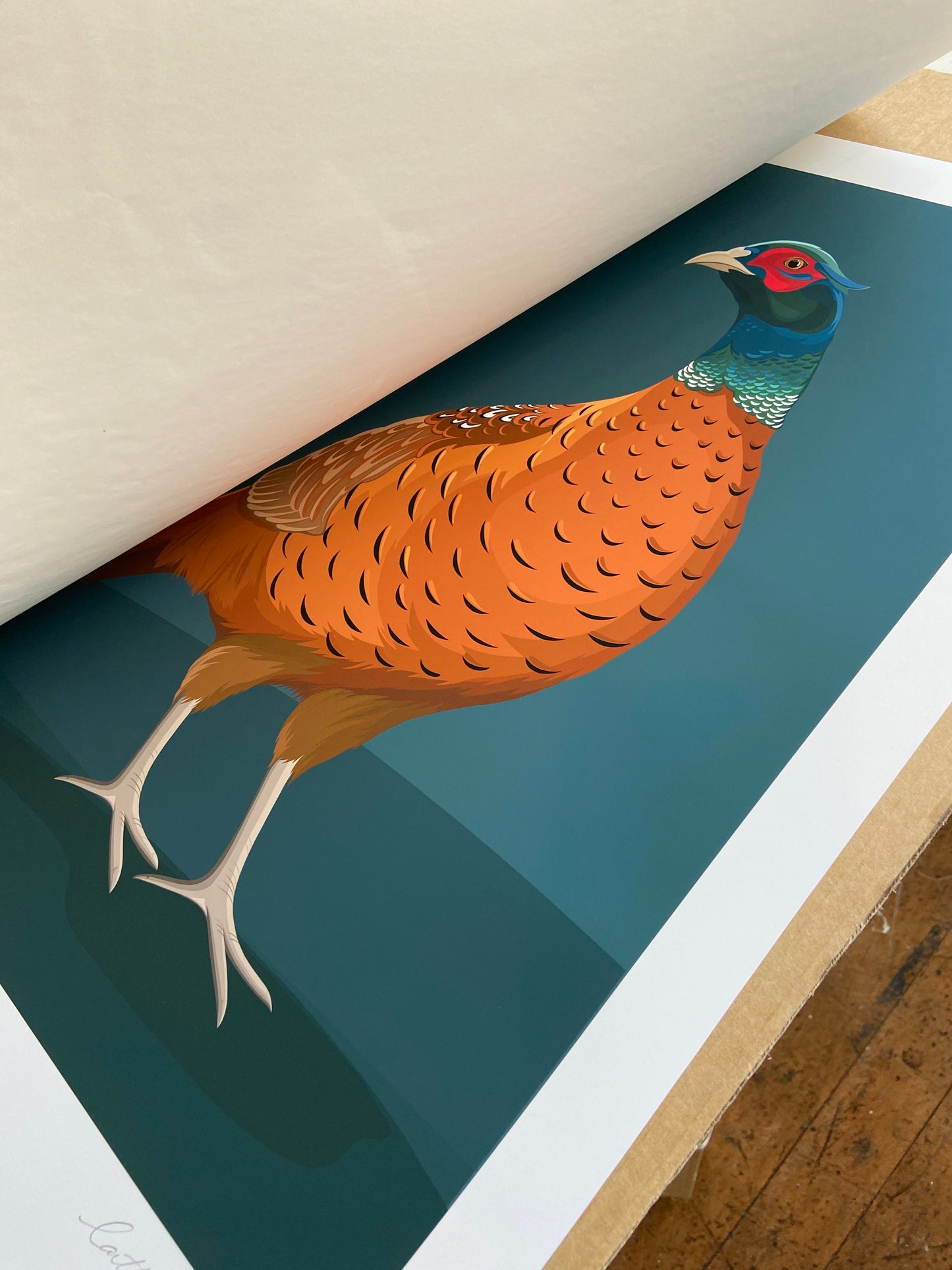 Detail of the Pheasant drawing art print by Hansby Design, New Zealand artist. 