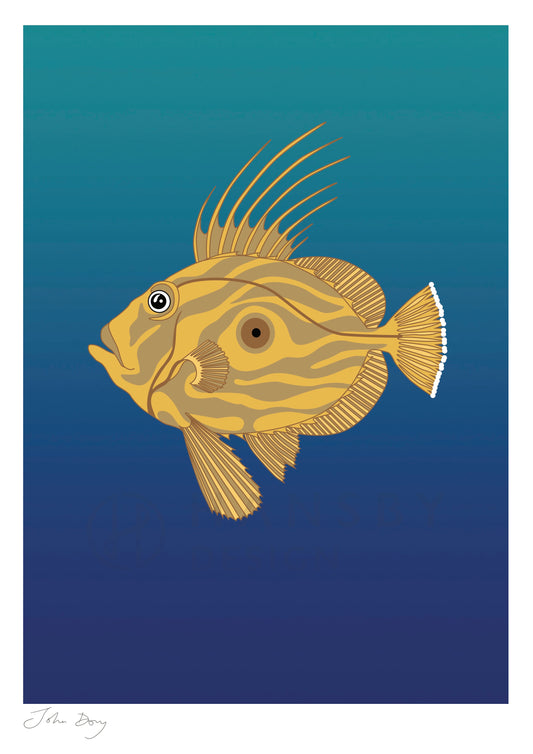 Art print of the John Dory fish of New Zealand by Hansby Design