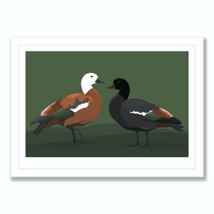 Limited Edition Paradise Shelduck art print in white frame, by NZ artist Hansby Design