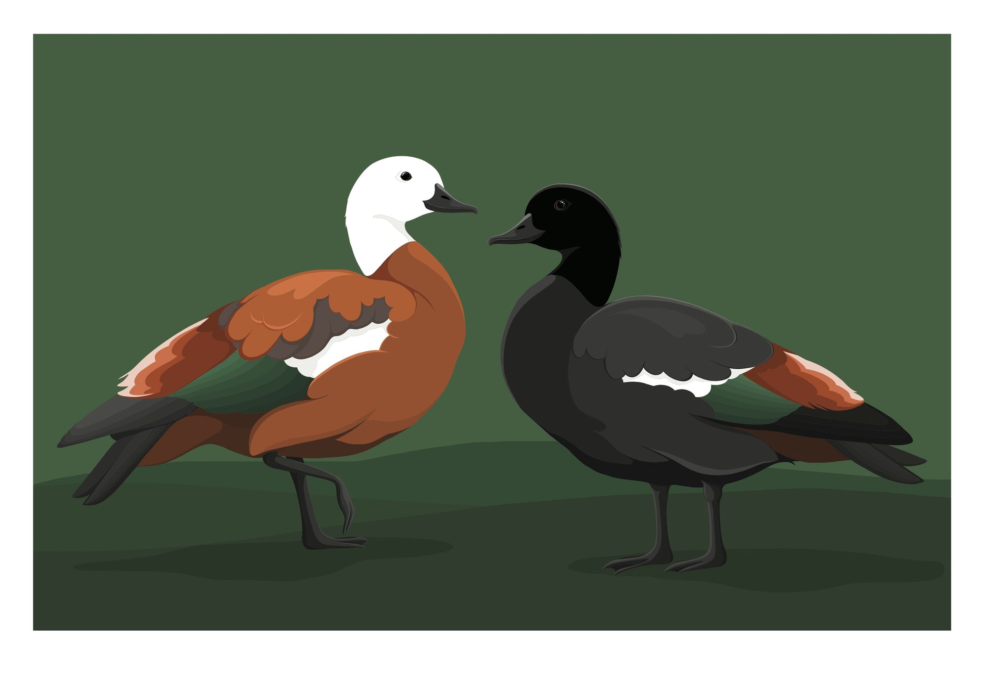 Limited edition art print of the Paradise Duck pair by New Zealand artist, Hansby Design. 