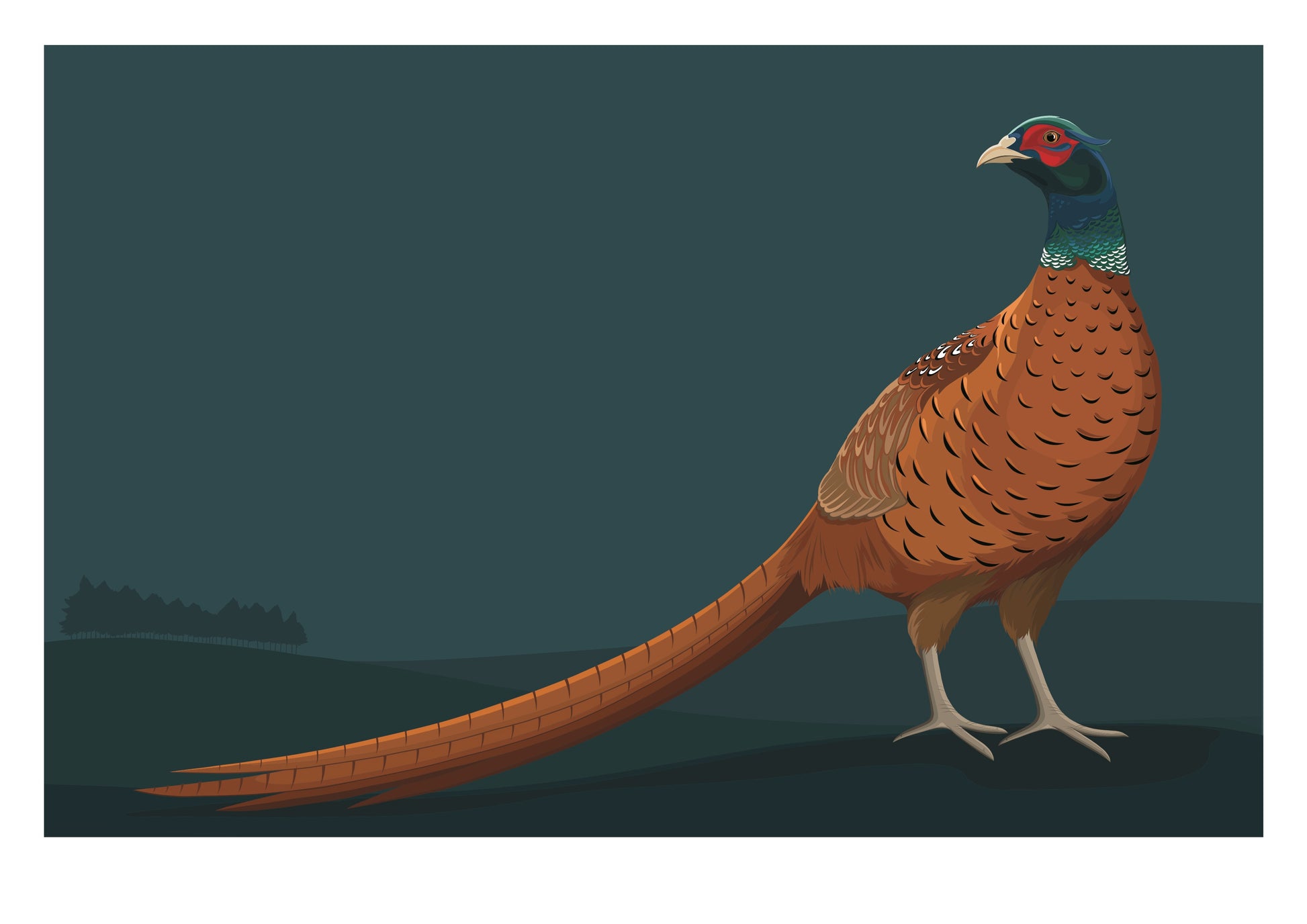 Limited Edition art print of the Pheasant by Hansby Design, New Zealand artist. 