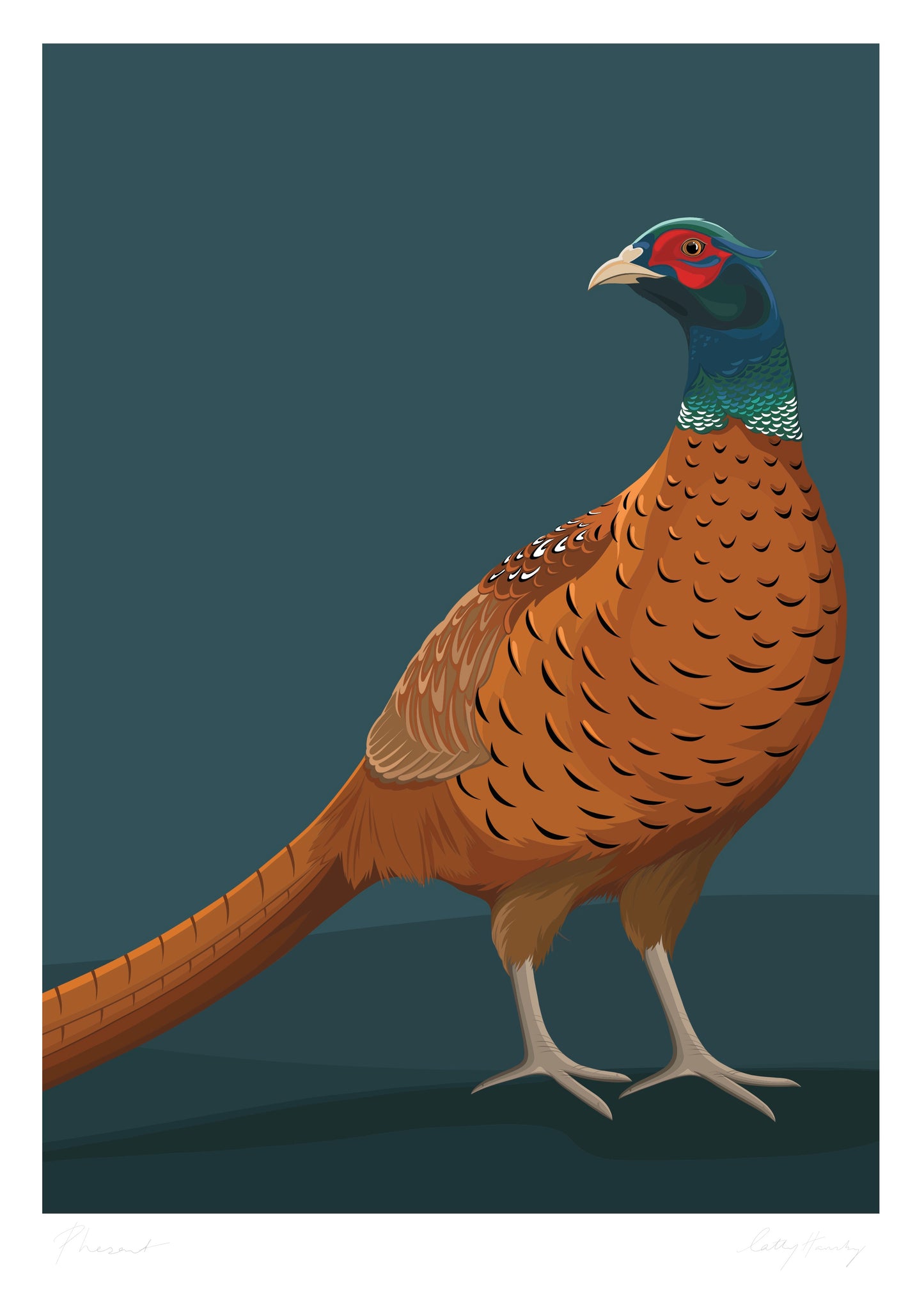 Art print of the Pheasant drawing by Hansby Design, New Zealand artist.