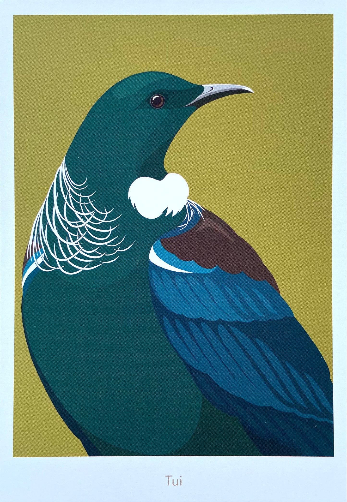 Tui Postcard art print, by NZ artist Hansby Design