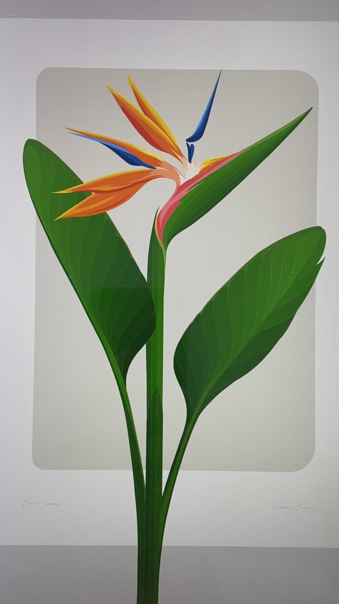 Video showing the drawing closeup, of the bird of paradise flower by Hansby Design, artist of New Zealand. 