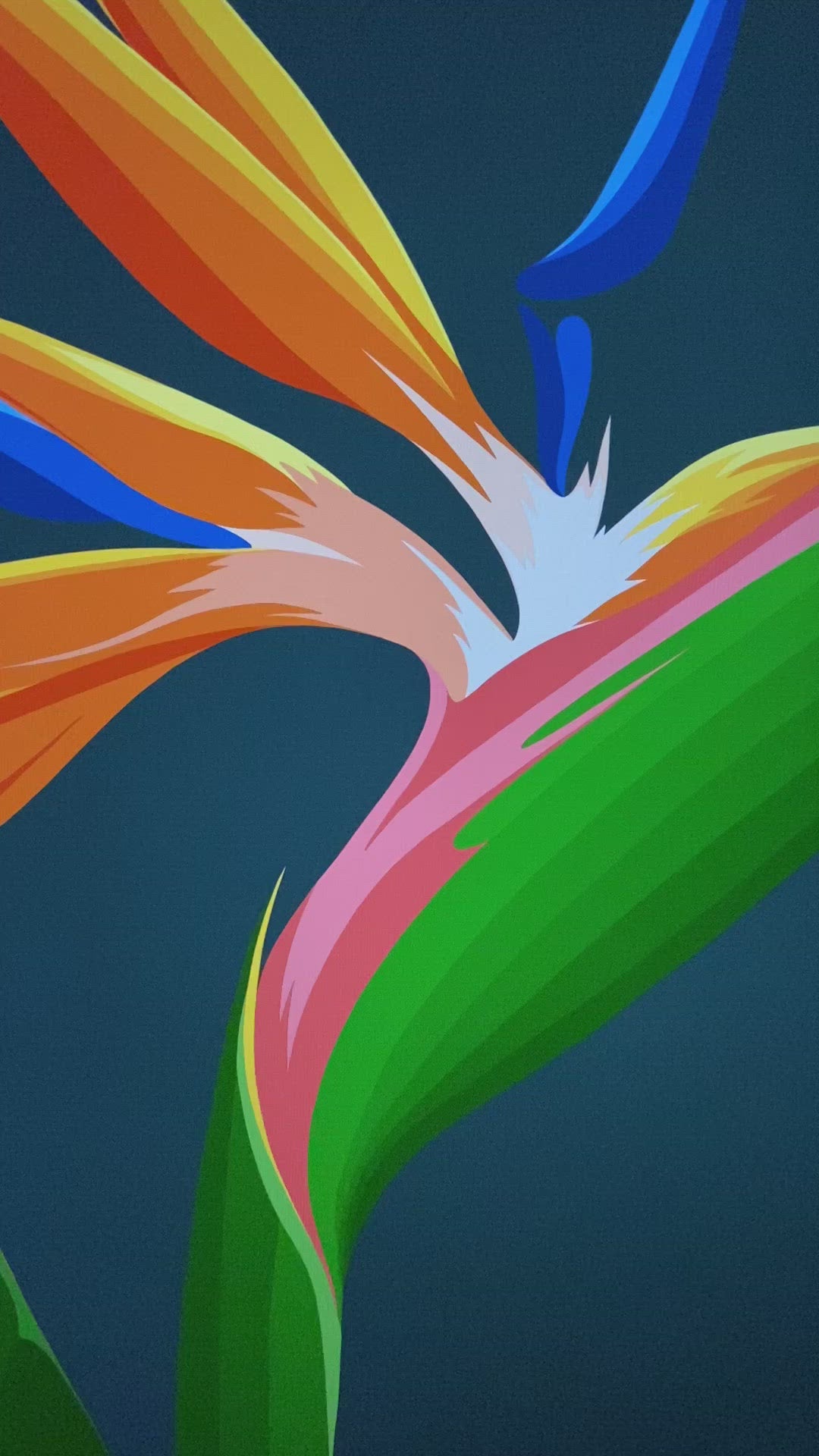 Video showing detail from the Bird of Paradise art print by Hansby Design, NZ artist.