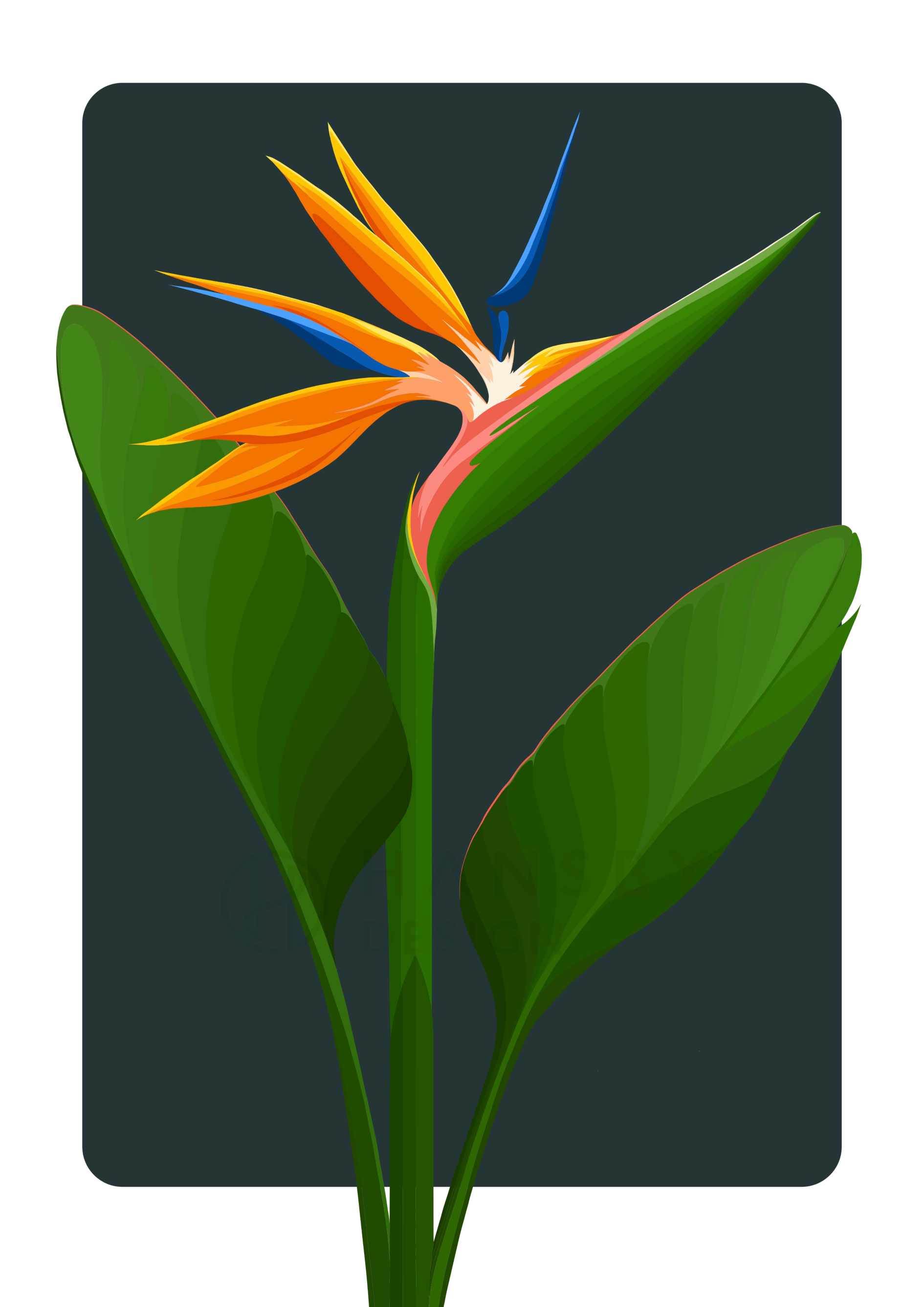 Closeup image of the Bird of Paradise art print - ink, by NZ artist Hansby Design